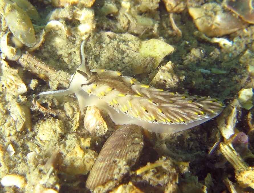 カスミミノウミウシ　浜名湖　ダイビング　神奈川　ダイビングショップ