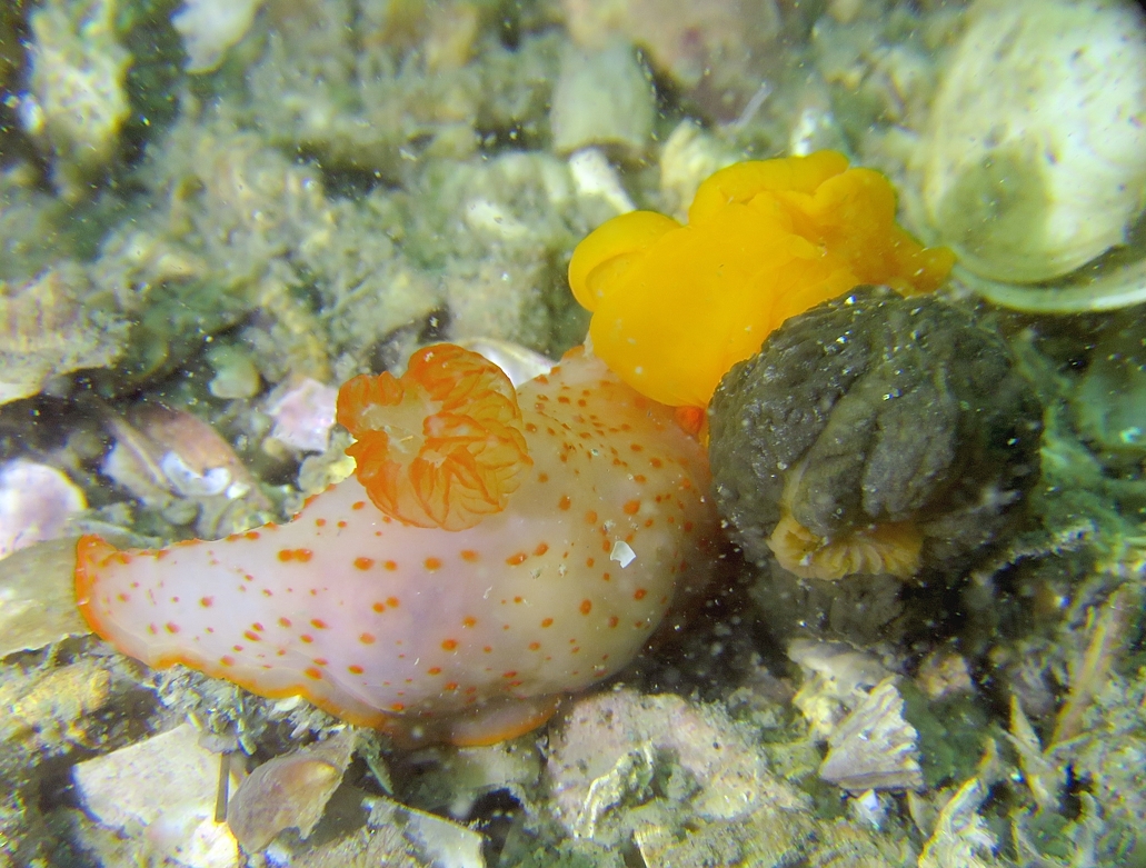 アカボシウミウシ　キヌハダウミウシ　浜名湖　ダイビング　神奈川　ダイビングショップ