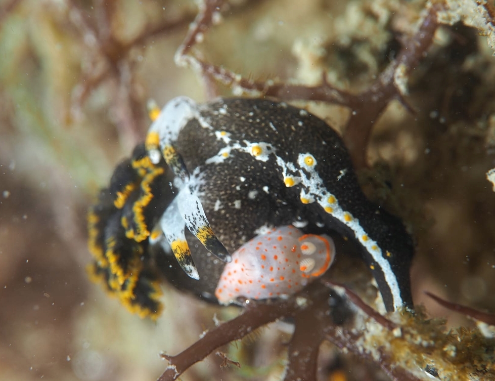 クロコソデ　アカボシウミウシ　クロシタナシウミウシ　浜名湖　ダイビング　神奈川　ダイビングショップ