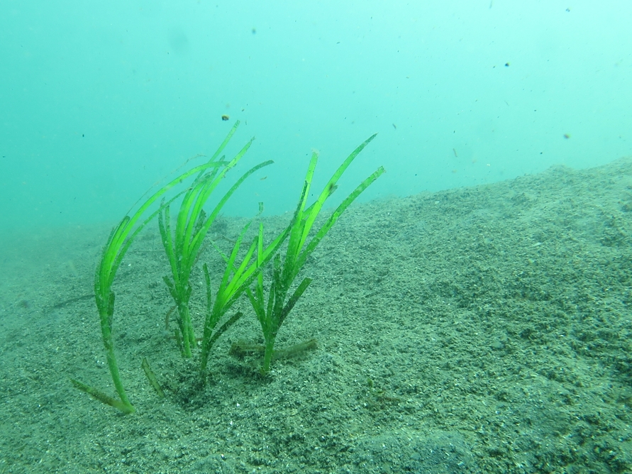 アマモ　浜名湖　ダイビング　神奈川　ダイビングショップ