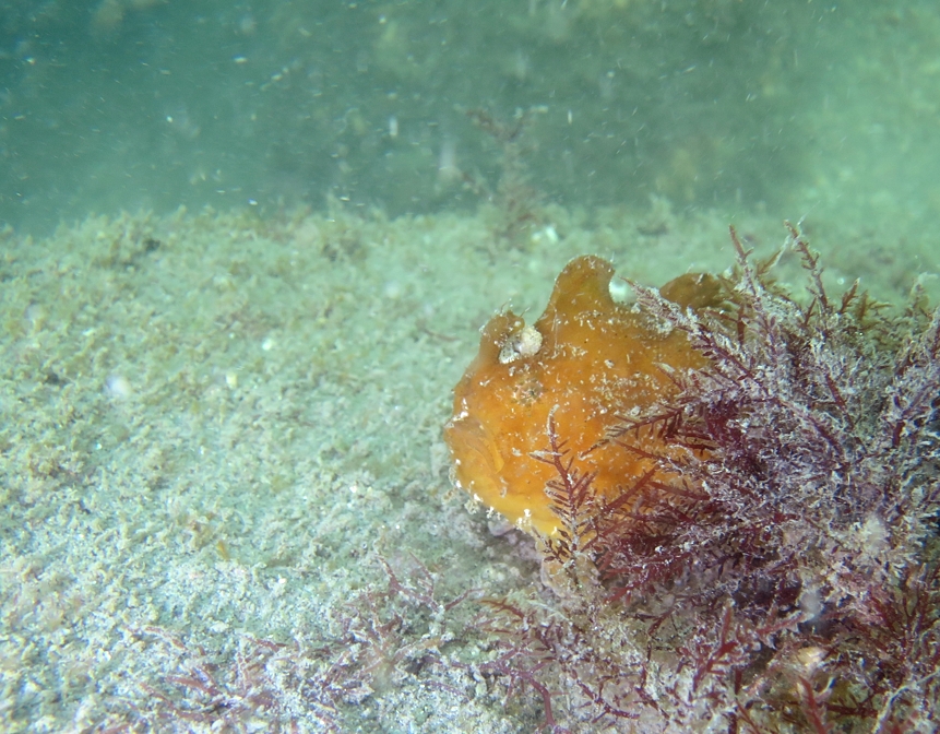 カエルアンコウ　浜名湖　ダイビング　神奈川　ダイビングショップ