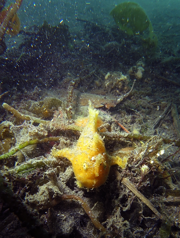 カエルアンコウ　浜名湖　ダイビング　神奈川　ダイビングショップ