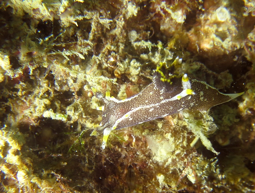 クロコソデウミウシ　浜名湖　ダイビング　神奈川　ダイビングショップ