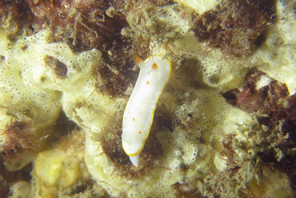 シラユキウミウシ　浜名湖　ダイビング　神奈川　ダイビングショップ