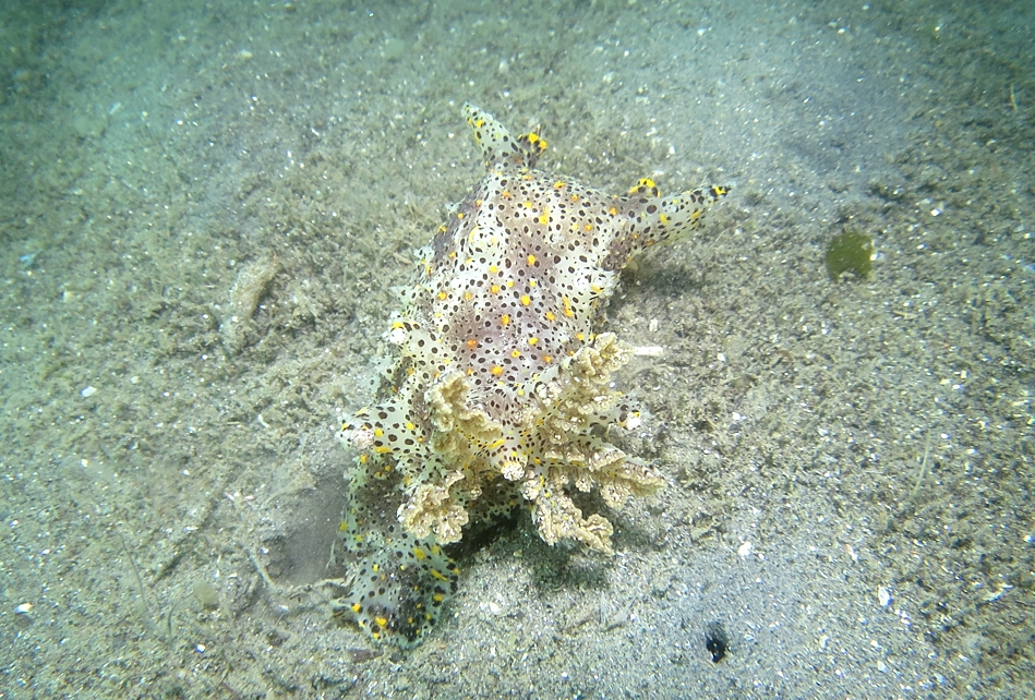 ヒカリウミウシ　浜名湖　ダイビング　神奈川　ダイビングショップ