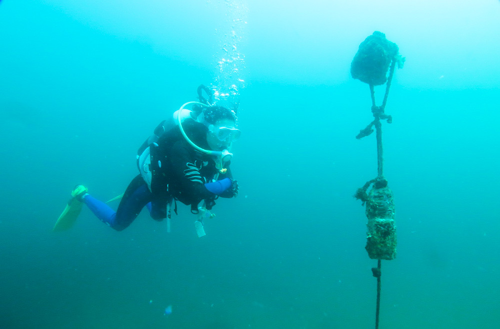 江の浦　中性浮力　神奈川　ダイビング　講習