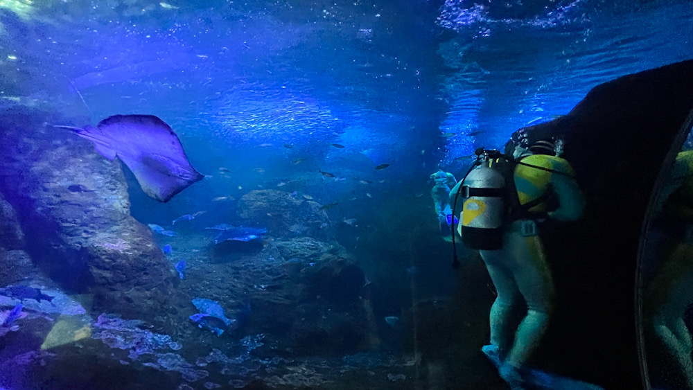 火曜日の休日 新江ノ島水族館に行ってきました