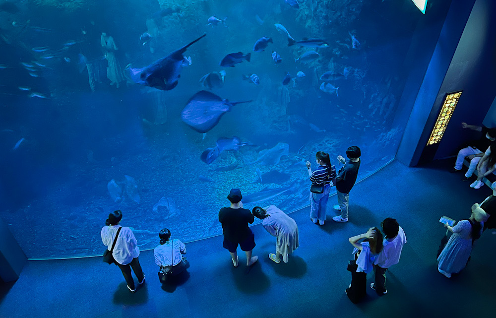 新江の島水族館　逗子　相模湾の海