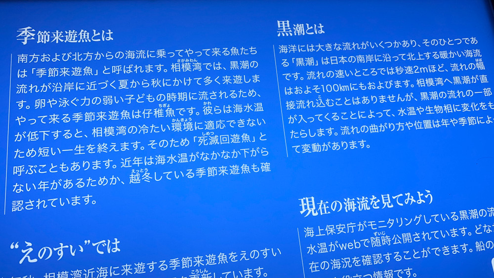 新江の島水族館　逗子　相模湾の海