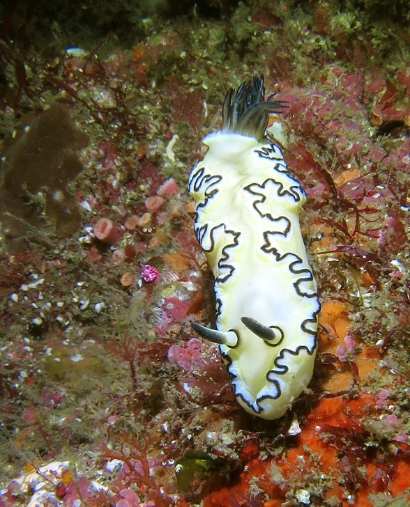 田子　ダイビング　キイロウミウシ