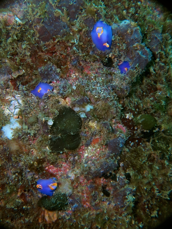 江の浦　神奈川　ムラサキウミコチョウ