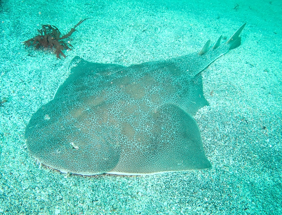 ダイビング　カスザメ　伊豆海洋公園