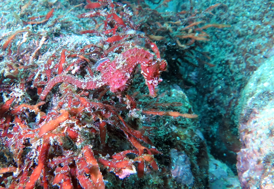 ハナタツ　タツノオトシゴ　江の浦　ダイビング　神奈川