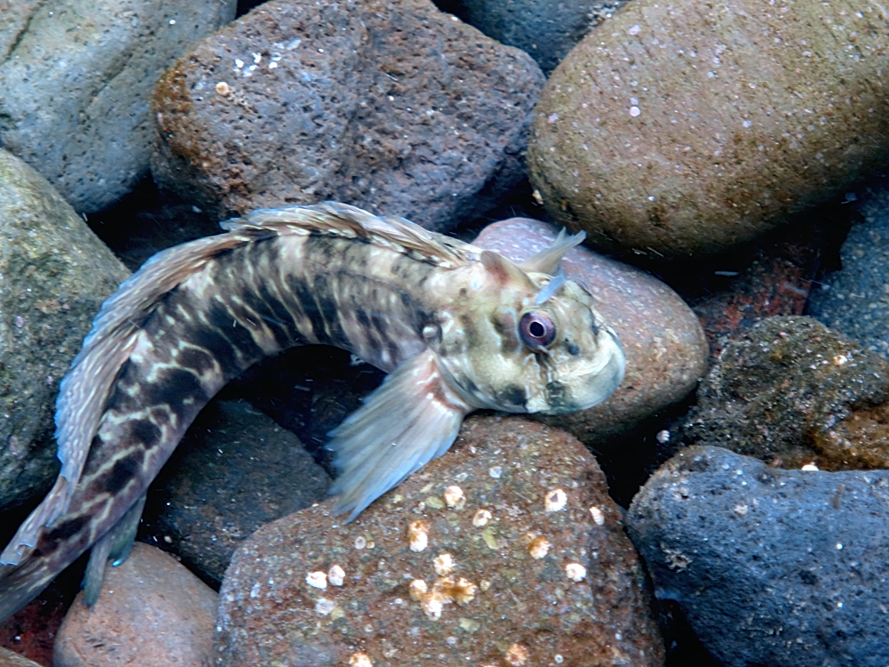 ギンポ　江の浦