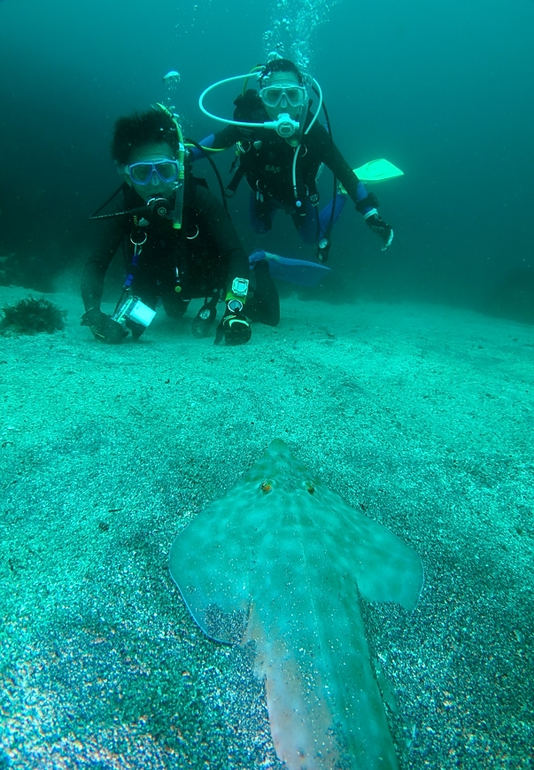 伊豆海洋公園　ダイビング　AOW　PADI　神奈川　サカタザメ