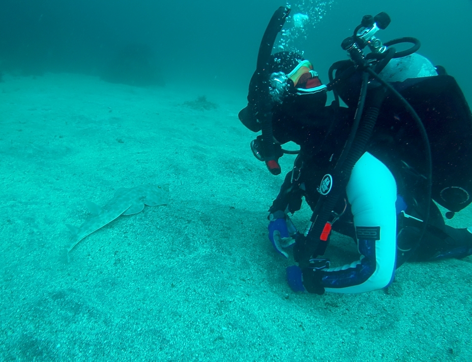 伊豆海洋公園　ダイビング　AOW　PADI　神奈川　サカタザメ