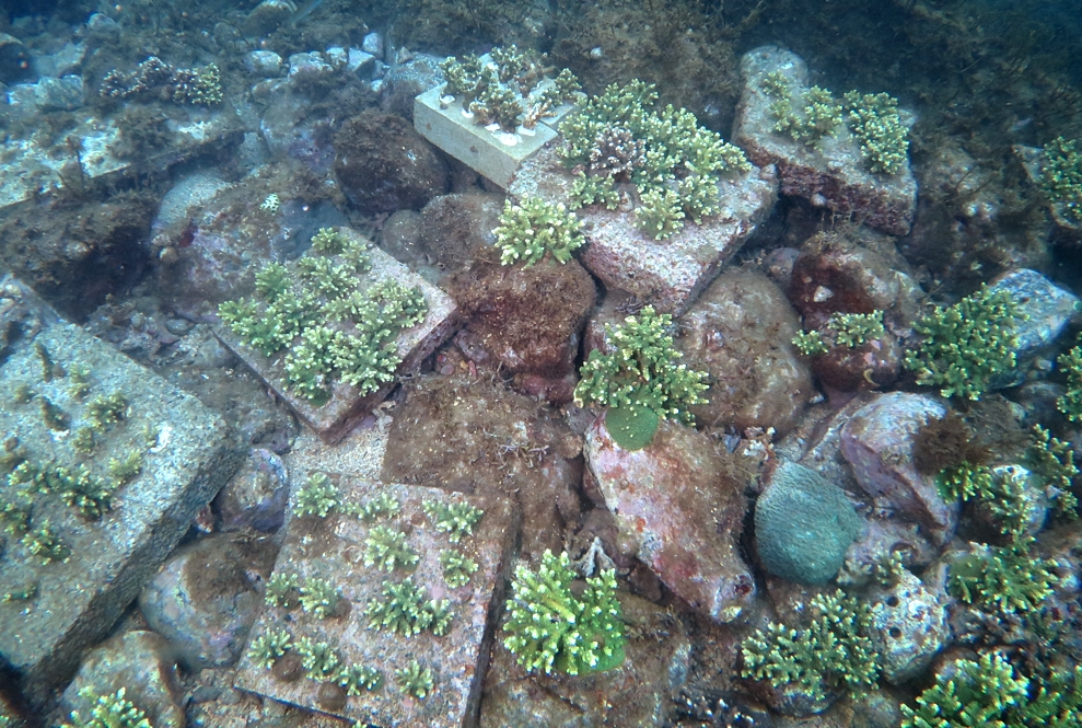 平沢　沼津　ダイビング　サンゴ　