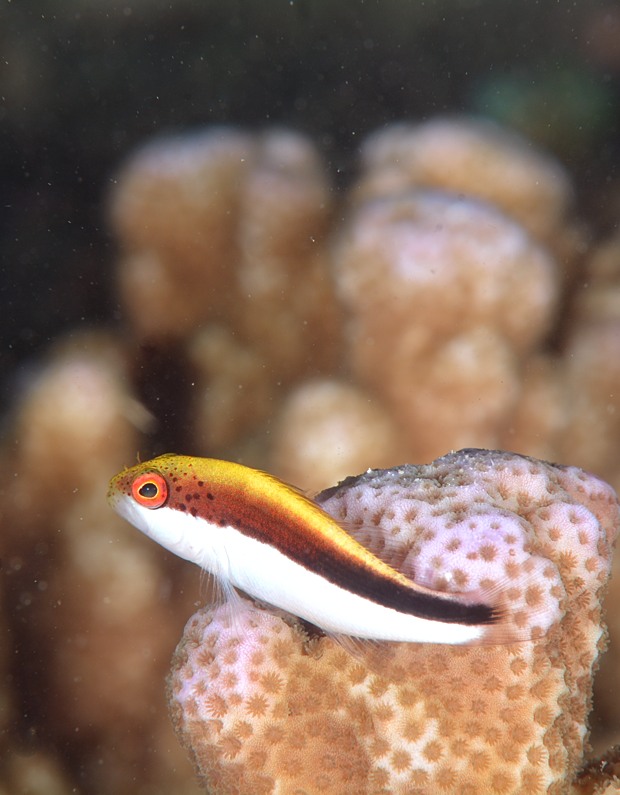 ホシゴンベ　幼魚