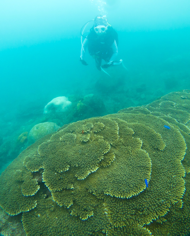 串本　ダイビング　ビーチ　珊瑚