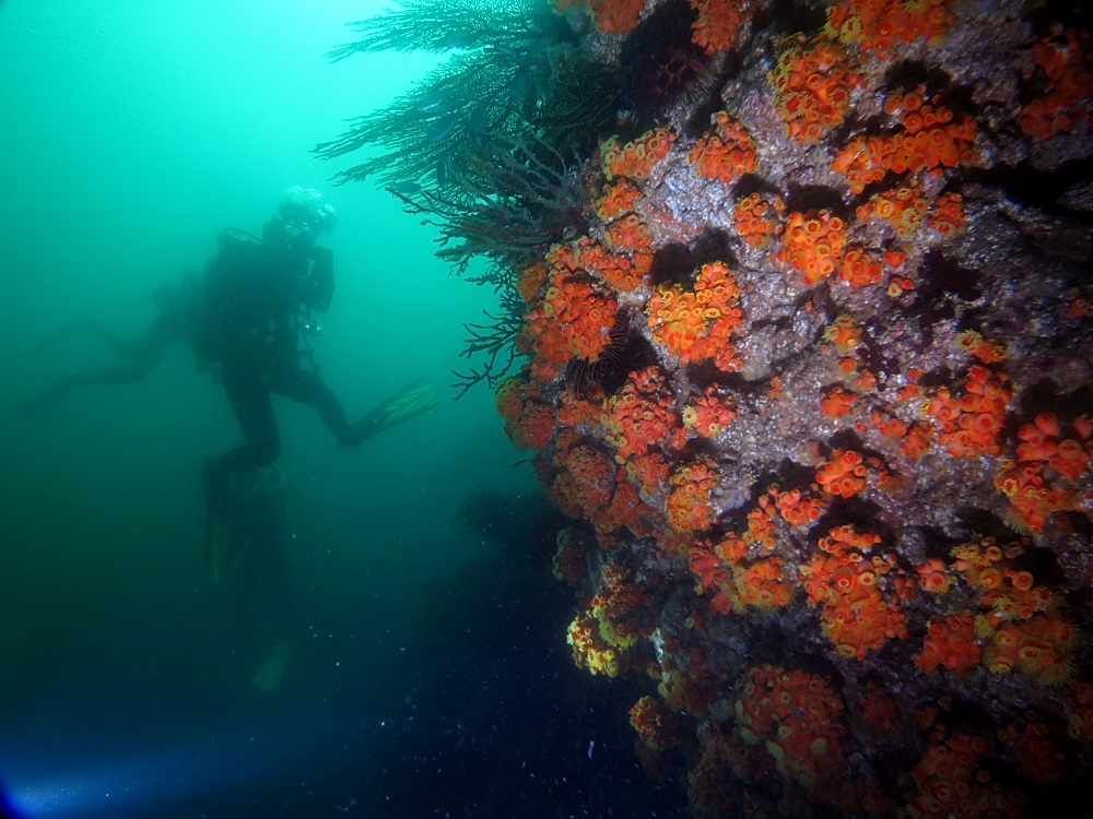 逗子　ダイビング　イボヤギ　珊瑚