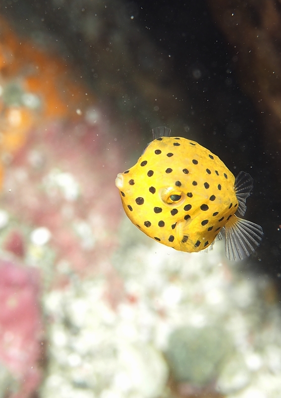 ミナミハコフグ　幼魚　串本