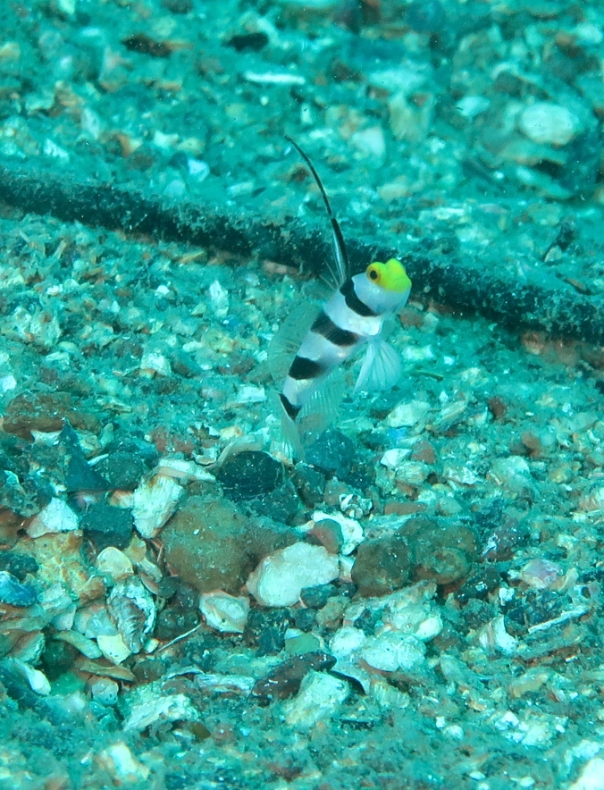 江の浦　ダイビング　鎌倉　ネジリンボウ