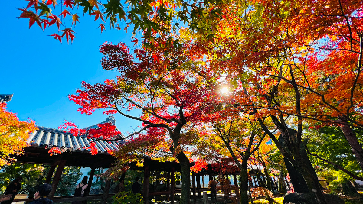 東福寺　紅葉　