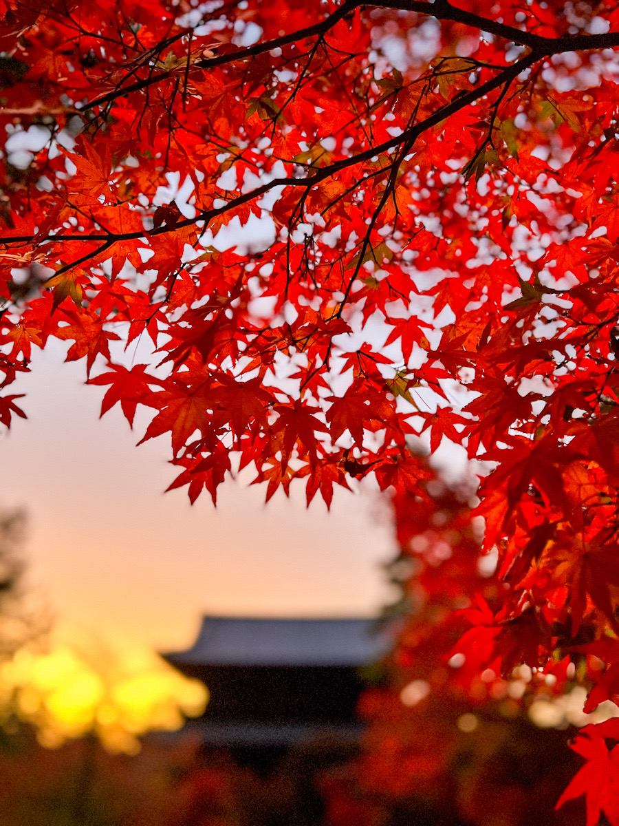 南禅寺　紅葉　夕焼け