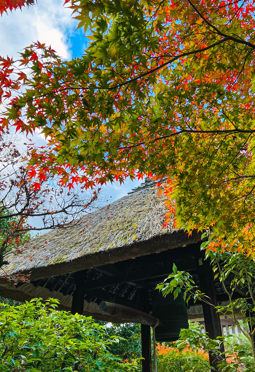 光悦寺　京都　鷹峯　琳派　紅葉