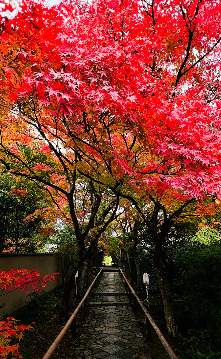 光悦寺　京都　鷹峯　琳派　紅葉