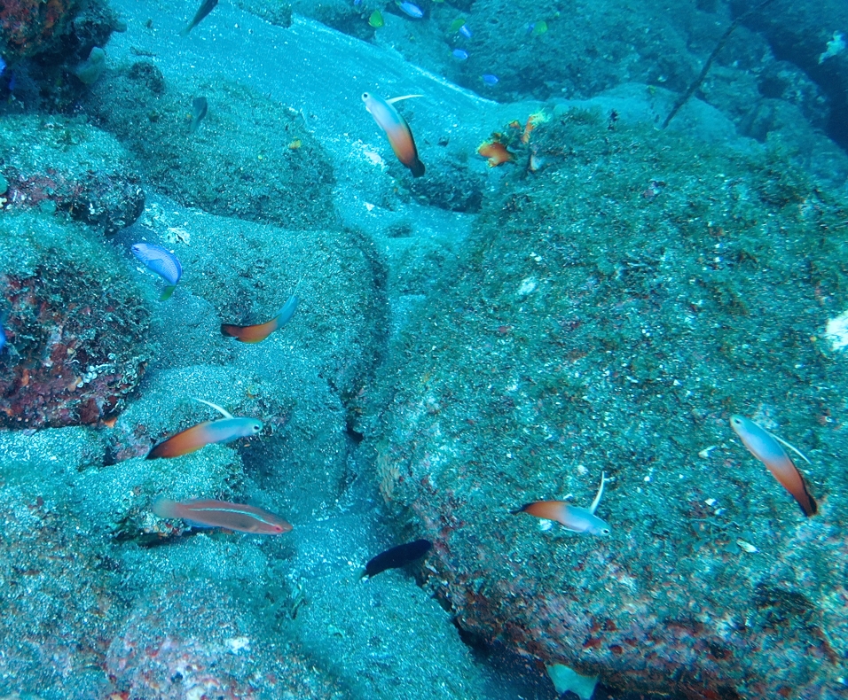 ハタタテハゼ　大瀬崎　伊豆