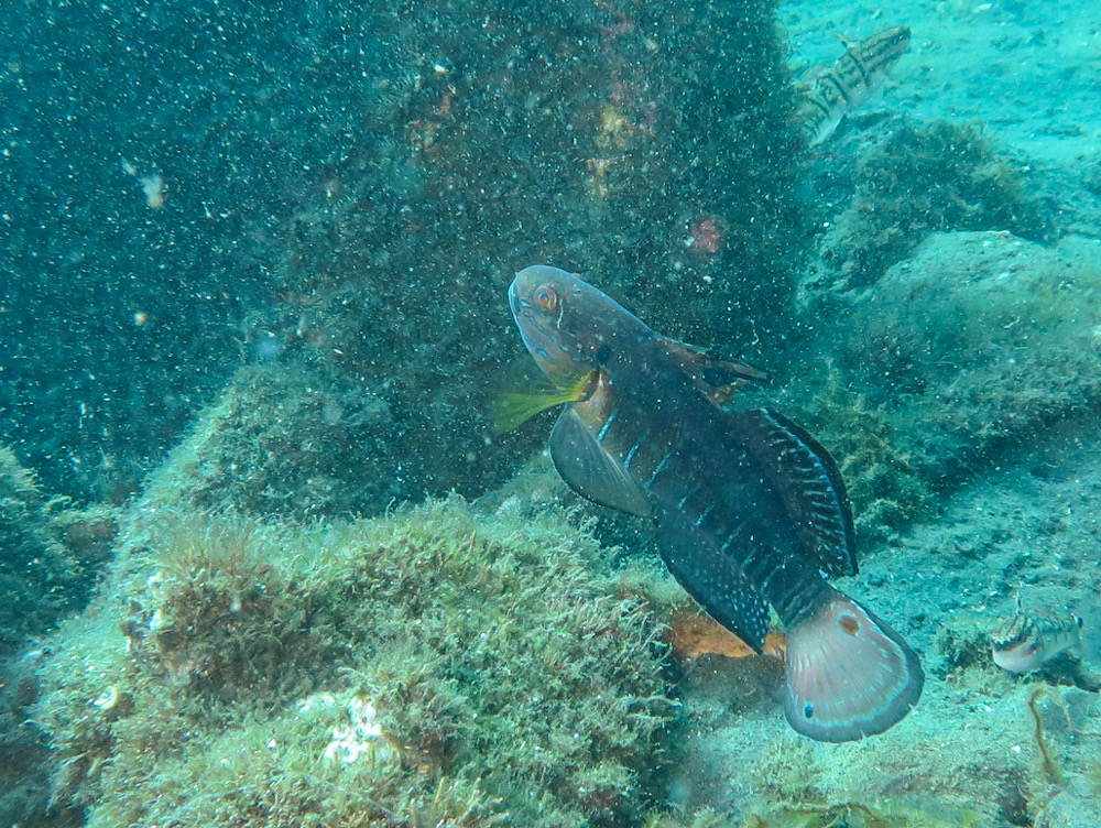 ケイレ湾　桜島　鹿児島　ダイビンング　サラサハゼ