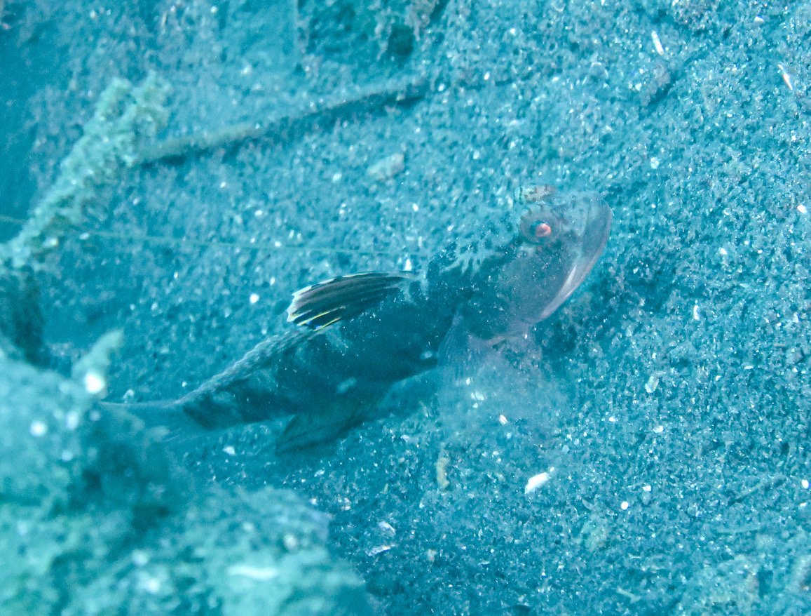 ケイレ湾　桜島　鹿児島　ダイビンング　サラサハゼ