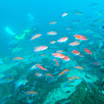 鹿児島　錦江湾　アカオビハナダイ