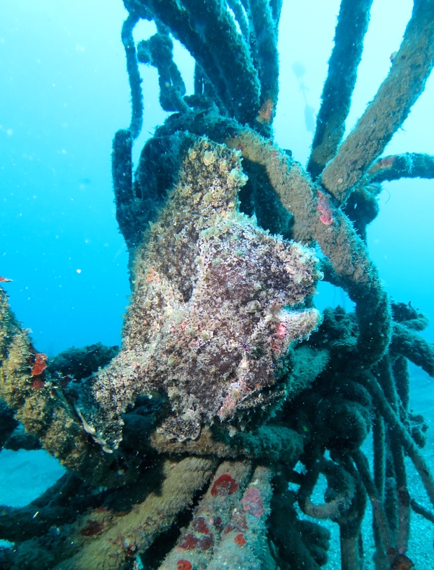 神奈川　PADI　オープンウォーターダイバー　ライセンス　取得　講習　ラウト鎌倉