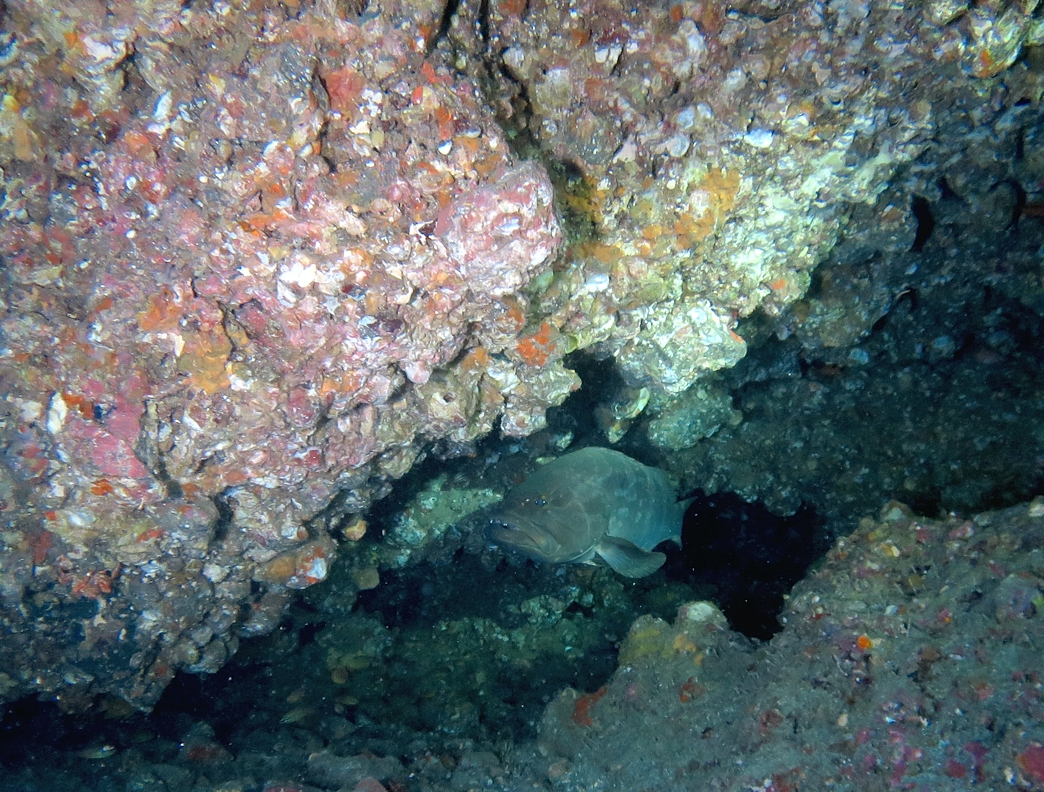 PADI　エンリッチドエアー　ナイトロックス　講習　認定　海洋実習　神奈川　伊豆　海洋公園