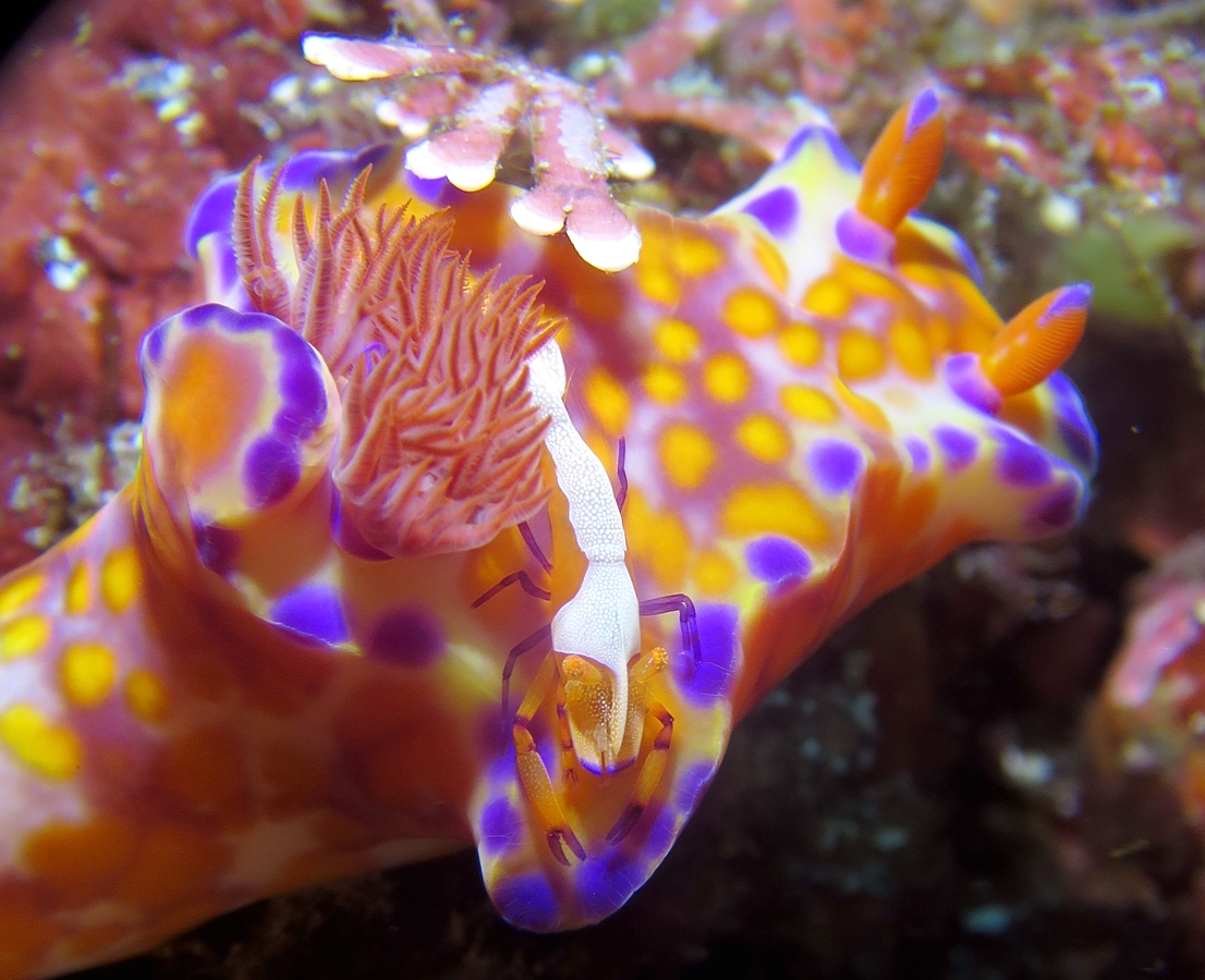 PADI　エンリッチドエアー　ナイトロックス　講習　認定　海洋実習　神奈川　伊豆　海洋公園　ウミウシカクレエビ