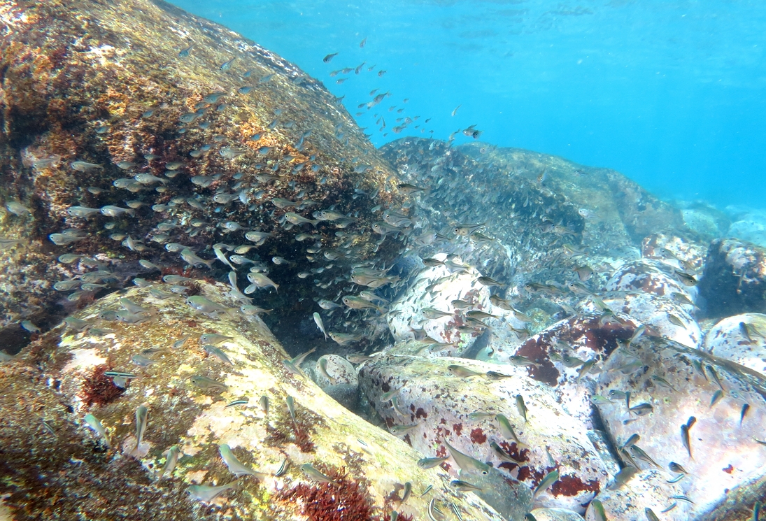 PADI　エンリッチドエアー　ナイトロックス　講習　認定　海洋実習　神奈川　伊豆　海洋公園