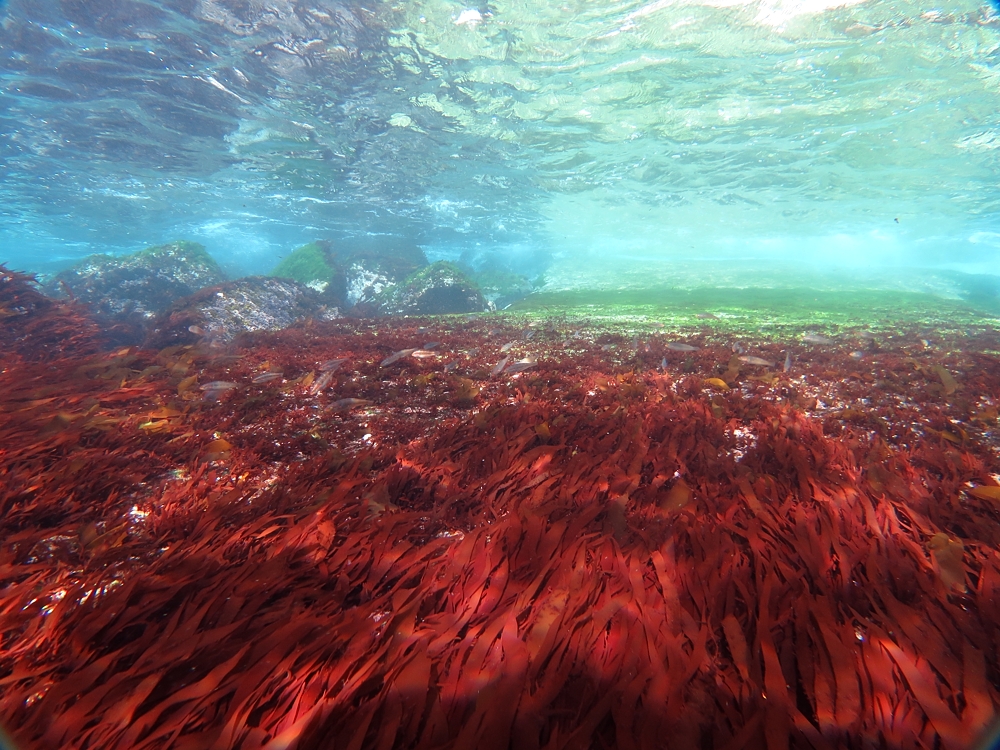 福浦　ダイビング　神奈川　ラウト　水中写真練習　講習　コンゴウフグ