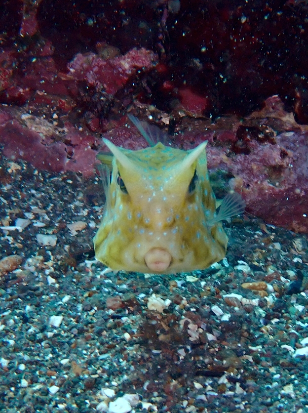 福浦　ダイビング　神奈川　ラウト　水中写真練習　講習　コンゴウフグ