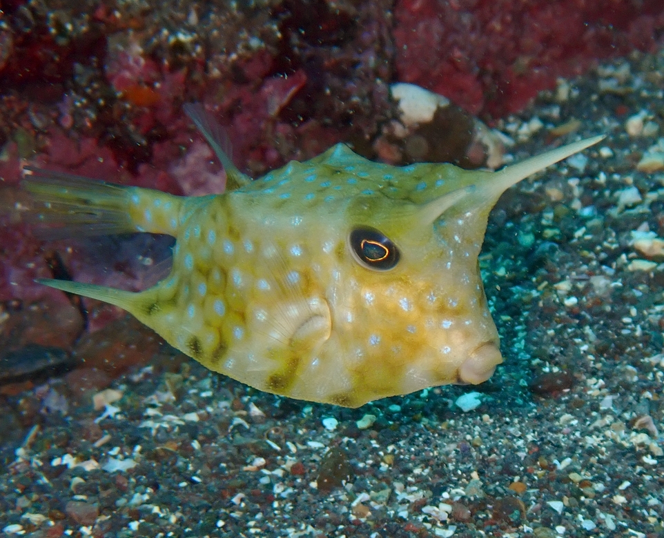 福浦　ダイビング　神奈川　ラウト　水中写真練習　講習　コンゴウフグ