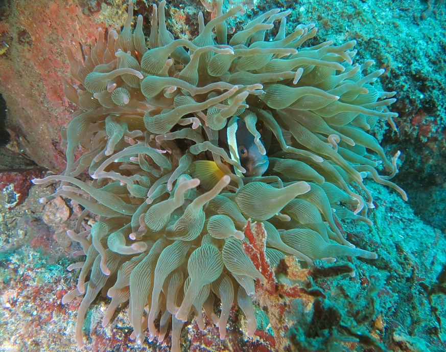 江の浦　ダイビング　神奈川　クマノミ