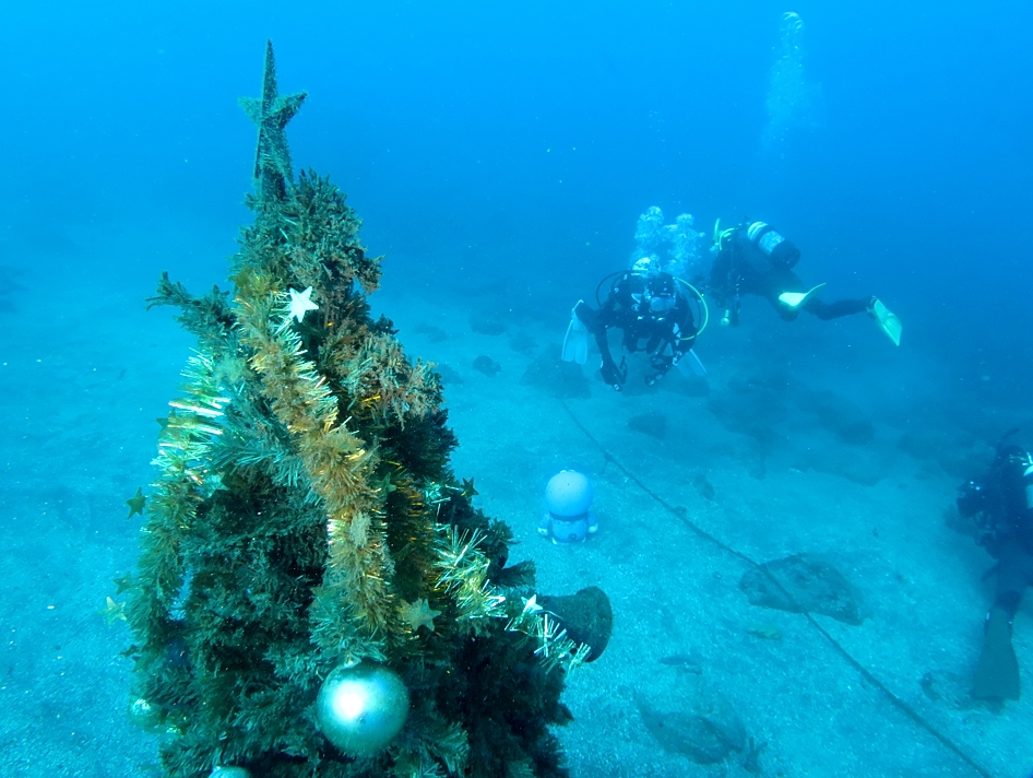 江の浦　ダイビング　神奈川　水中クリスマスツリー