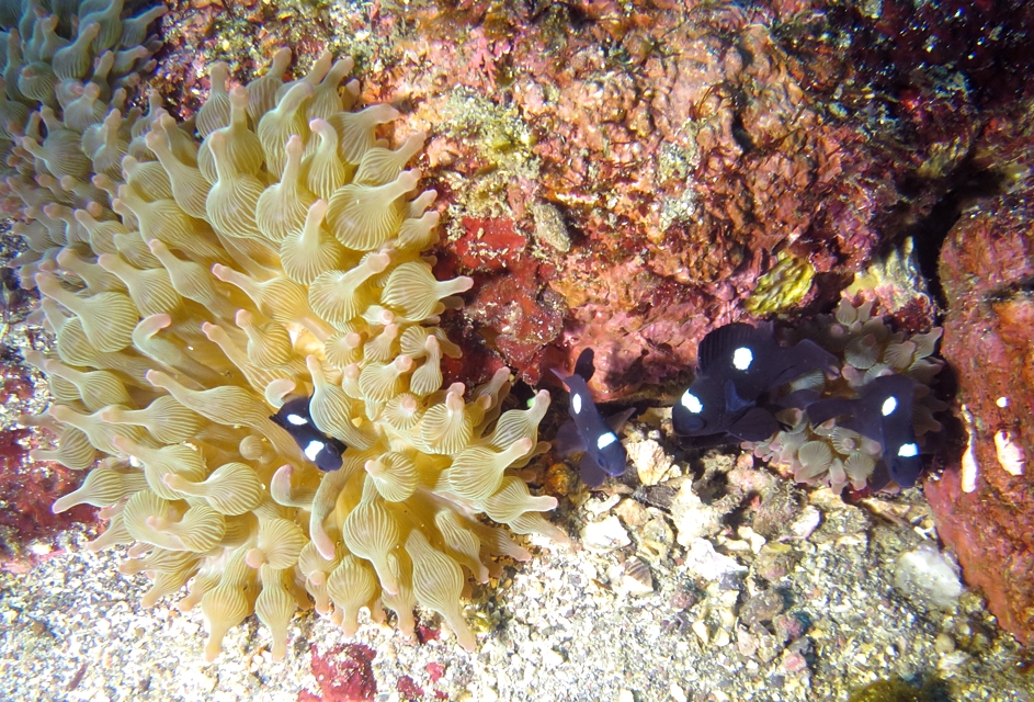 江の浦　ダイビング　神奈川　ミツボシカクレエビ