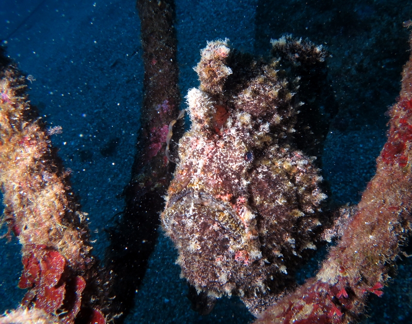 江の浦　ダイビング　神奈川　カエルアンコウ