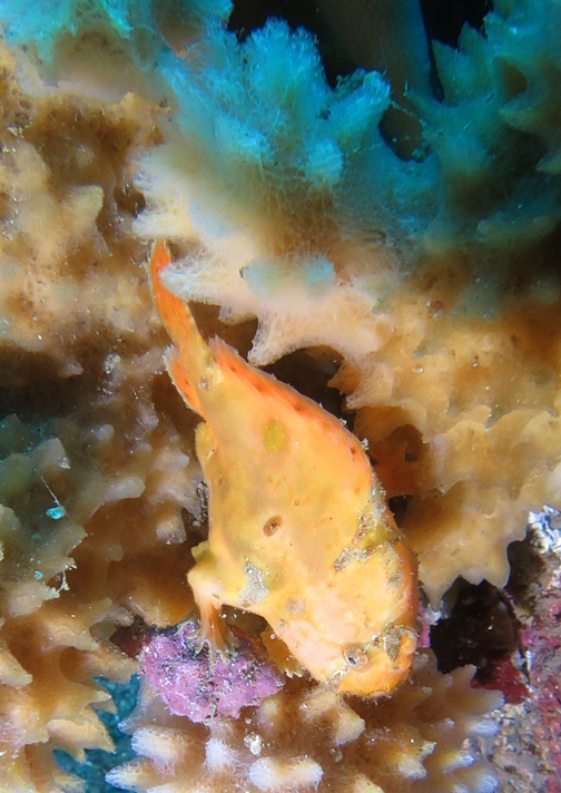 江の浦　ダイビング　神奈川　カエルアンコウ