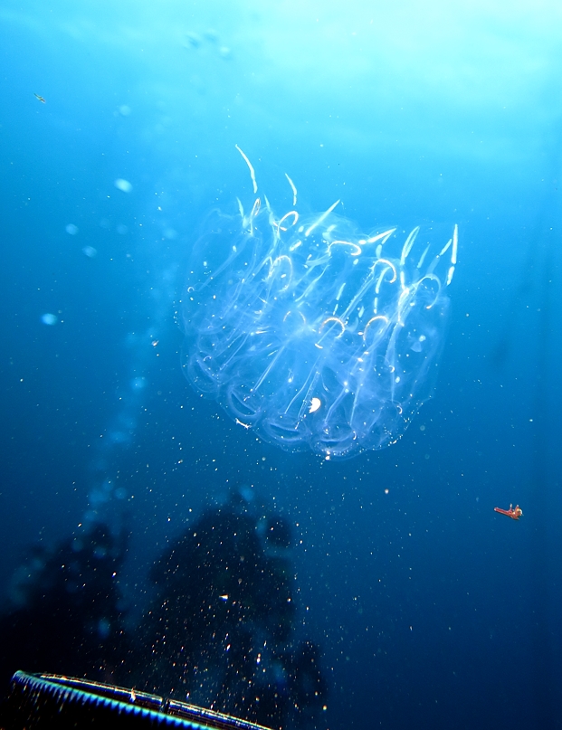 大瀬崎　ダイビング　水中写真撮影