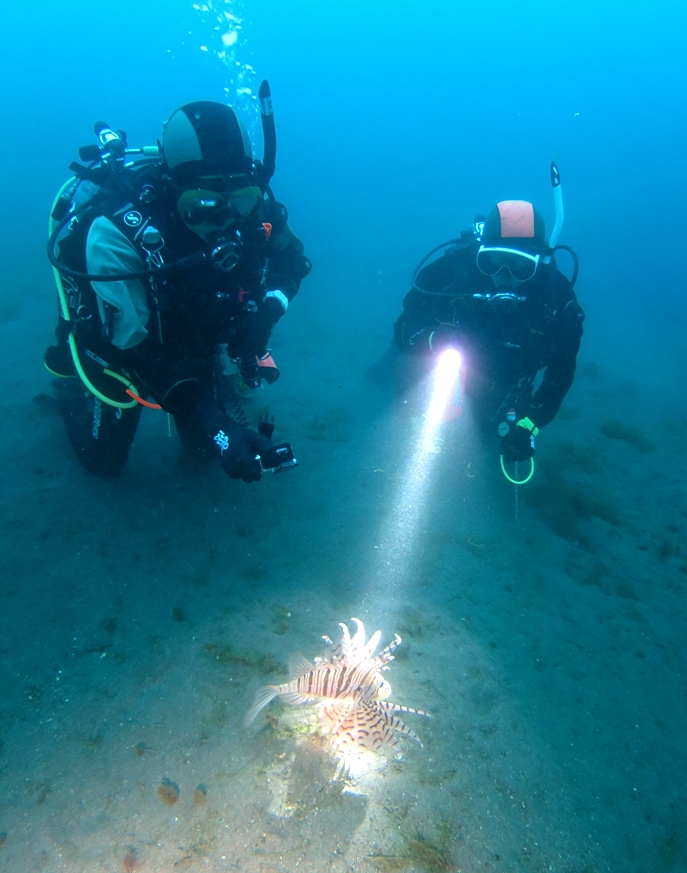 大瀬崎　ダイビング　水中写真撮影