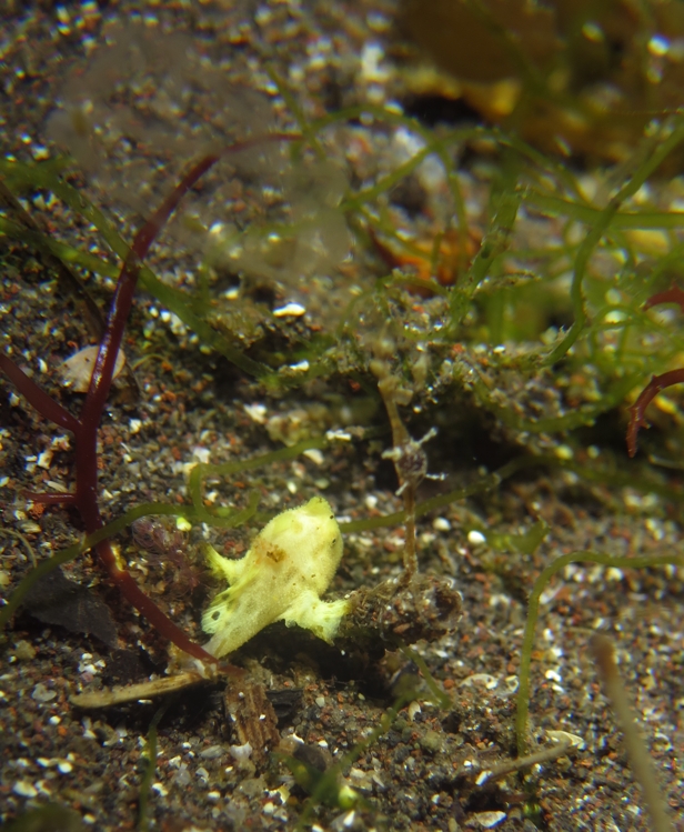 大瀬崎　イロカエルアンコウ　ダイビング　水中写真撮影