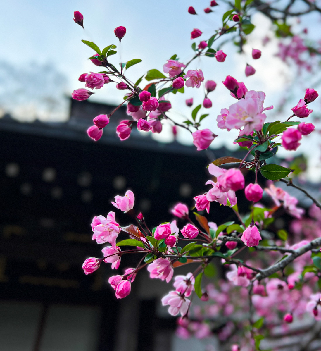鎌倉　桜　カメラ撮影　散歩　カイドウ